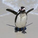 south africa penguins on the beach