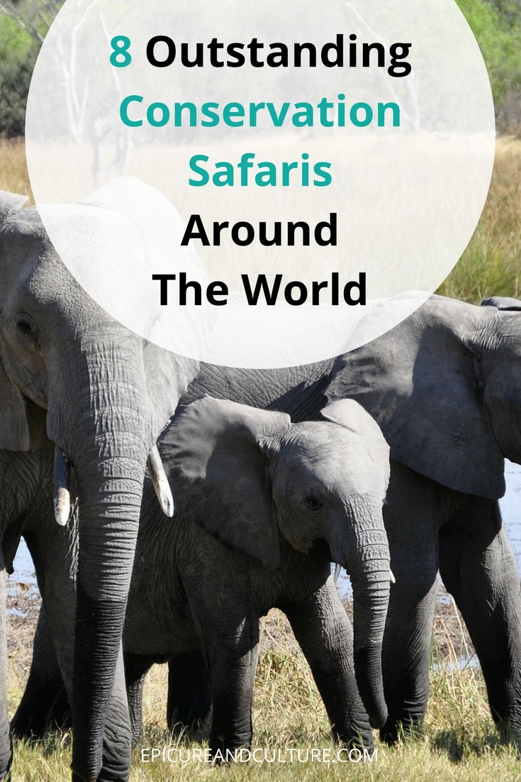 The best conservation safaris around the world