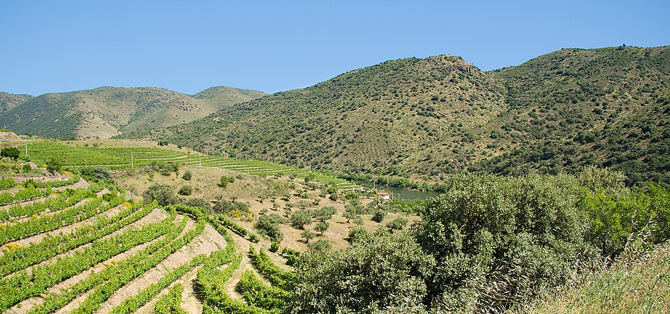File:Campos de viñedos en el Parque Natural do Douro Internacional.jpg