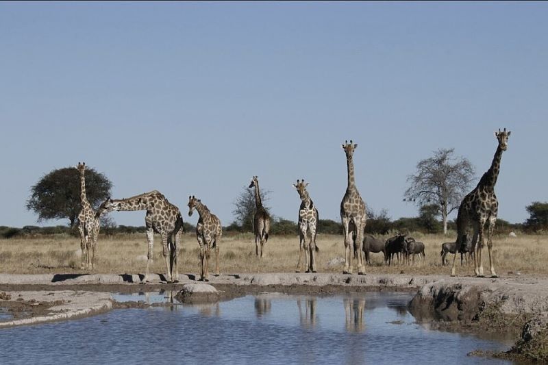giraffes standing near a watering hole in botswana