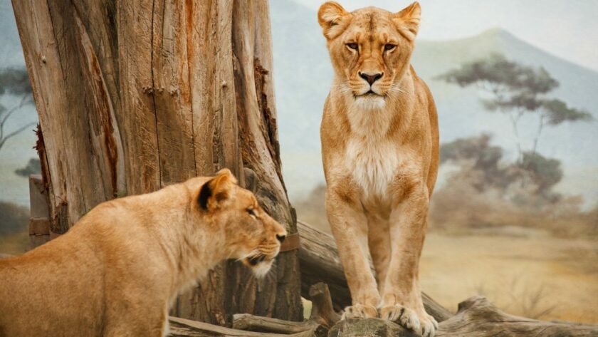 conservation safaris