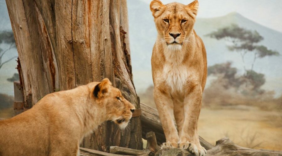 conservation safaris