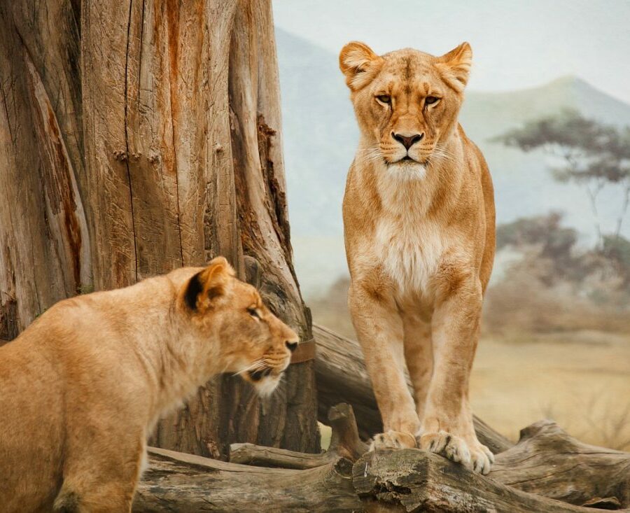 conservation safaris