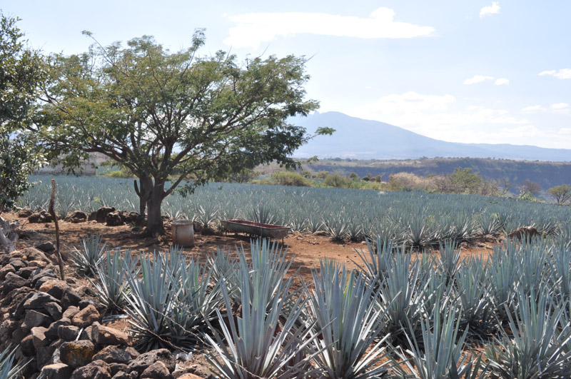 La Alteña is one of the best tequila distilleries in Mexico