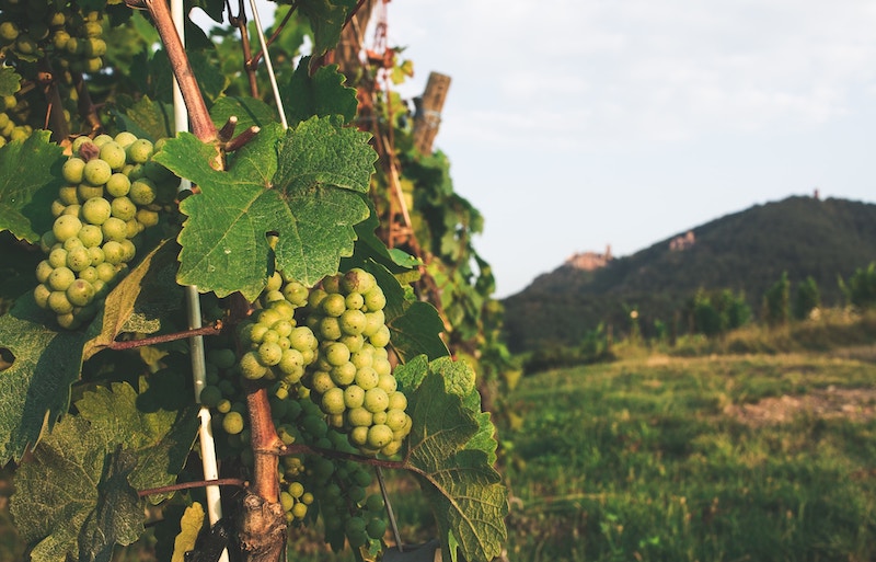 wine grapes on vines in Alsace, France