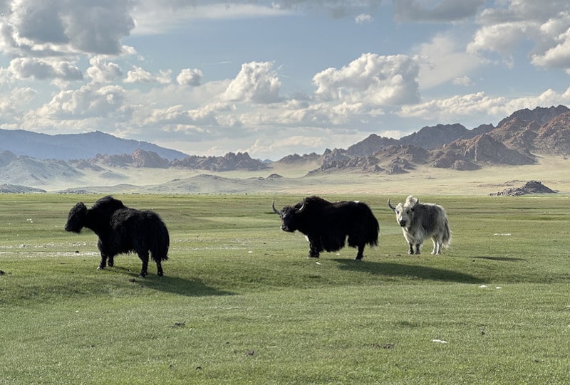 yaks in the Mongolian Altai Mountains