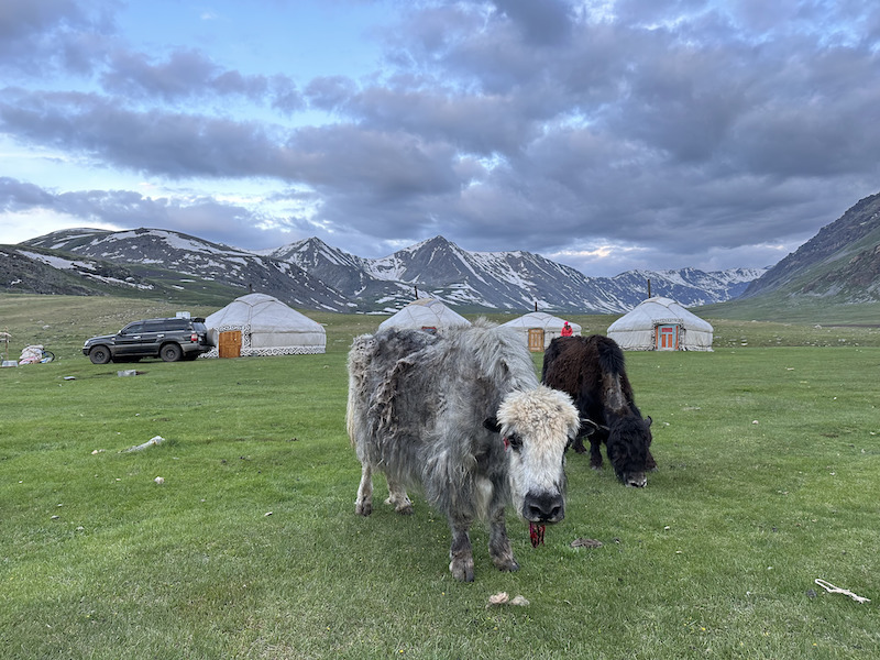 yaks and gers with snow-capped mountains in the back