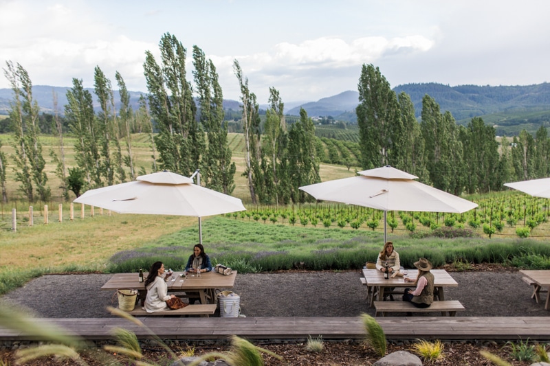 people drinking biodynamic wine from Analemma Winery at outdoor picnic tables