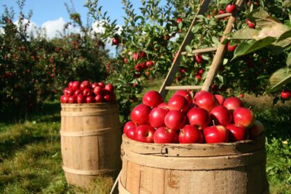 craft cider
