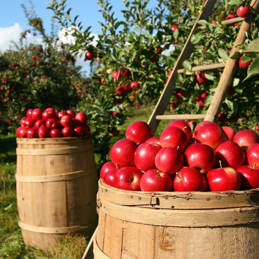 craft cider