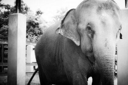 asian elephant