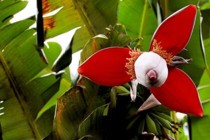 banana tree flower