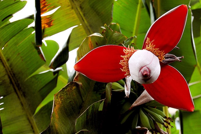 banana tree flower