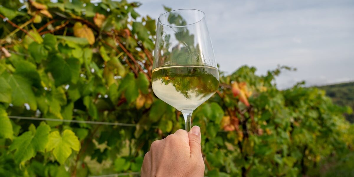 Close-up of a hand holding a glass of white wine against a backdrop of green grapevines at Benjamin Bridge Vineyard in Wolfville, Nova Scotia, showcasing the beauty of the Annapolis Valley wine region.