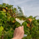 Close-up of a hand holding a glass of white wine against a backdrop of green grapevines at Benjamin Bridge Vineyard in Wolfville, Nova Scotia, showcasing the beauty of the Annapolis Valley wine region.