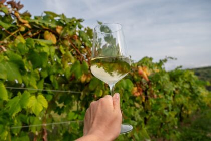 Close-up of a hand holding a glass of white wine against a backdrop of green grapevines at Benjamin Bridge Vineyard in Wolfville, Nova Scotia, showcasing the beauty of the Annapolis Valley wine region.