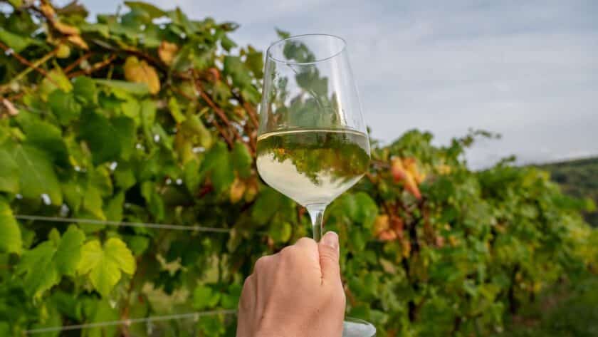 Close-up of a hand holding a glass of white wine against a backdrop of green grapevines at Benjamin Bridge Vineyard in Wolfville, Nova Scotia, showcasing the beauty of the Annapolis Valley wine region.