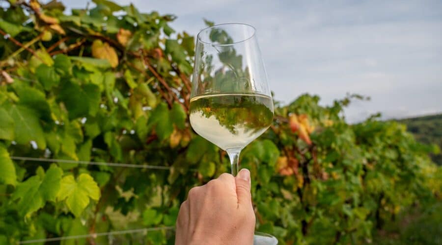 Close-up of a hand holding a glass of white wine against a backdrop of green grapevines at Benjamin Bridge Vineyard in Wolfville, Nova Scotia, showcasing the beauty of the Annapolis Valley wine region.