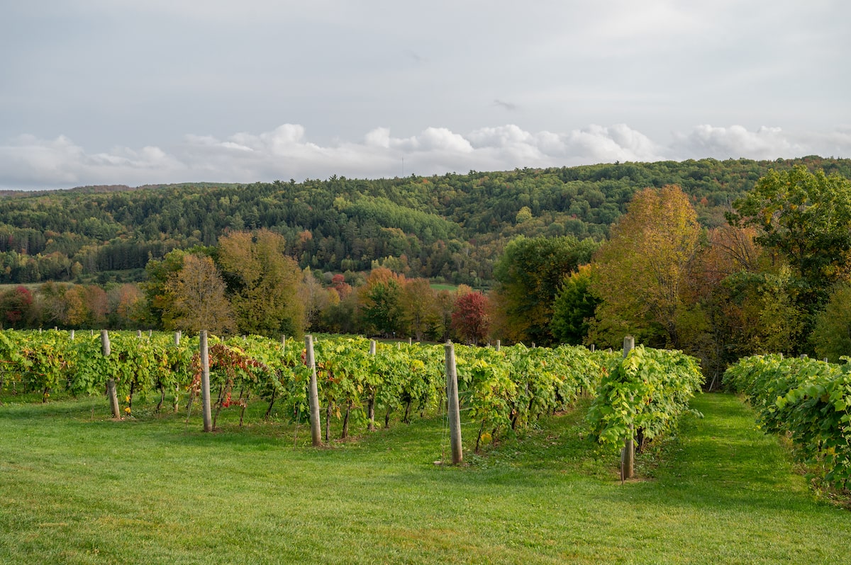 Benjamin Bridge Vineyard in Wolfville, Nova Scotia, featuring rows of lush grapevines against a backdrop of the rolling hills and vibrant autumn foliage of the Annapolis Valley wine region.