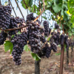 biodynamic wineries in Oregon