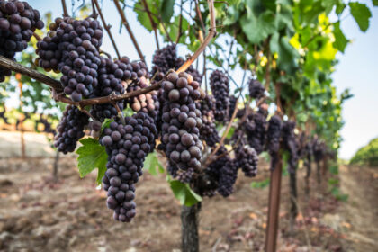 biodynamic wineries in Oregon