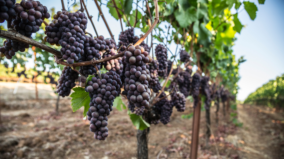 biodynamic wineries in Oregon