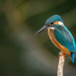 bird graphic greenwashing