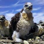 birds