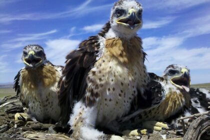 birds