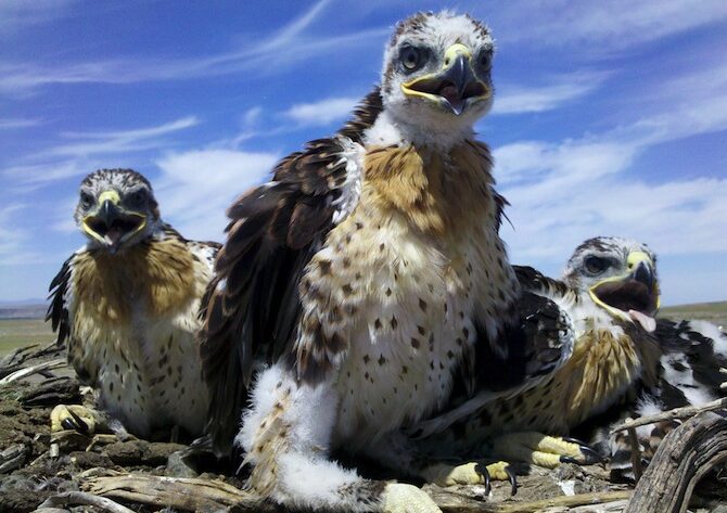 birds