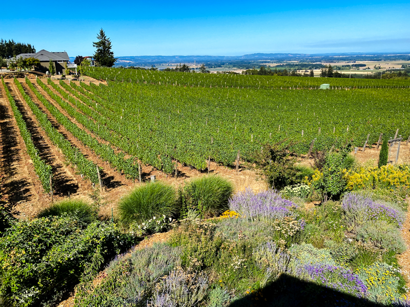 desert plants next to biodynamic wine grapes at Brooks Wine in Oregon's Willamette Valley