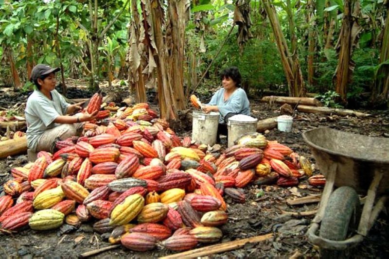 women harvesting cacao in the jungle
