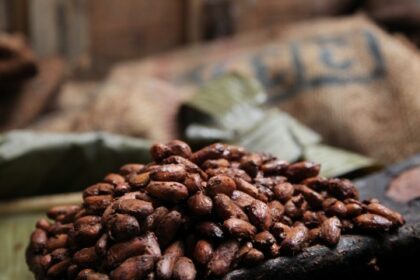 cacao prieto