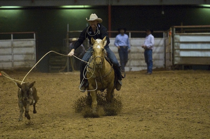 irresponsible tourism & wild animal cruelty calf roping 