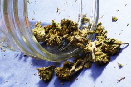 cannabis events