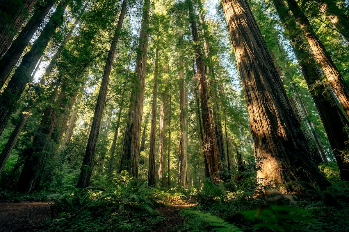 A tranquil forest of towering redwoods near Canyon Ranch Woodside vegan hotel in Woodside, California