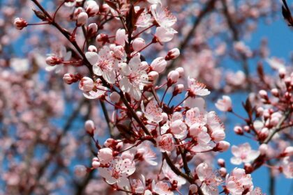 cherry blossoms