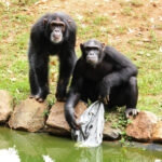 playful chimps