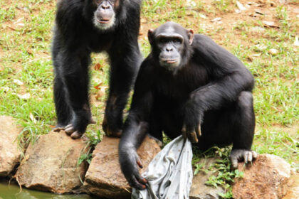 playful chimps