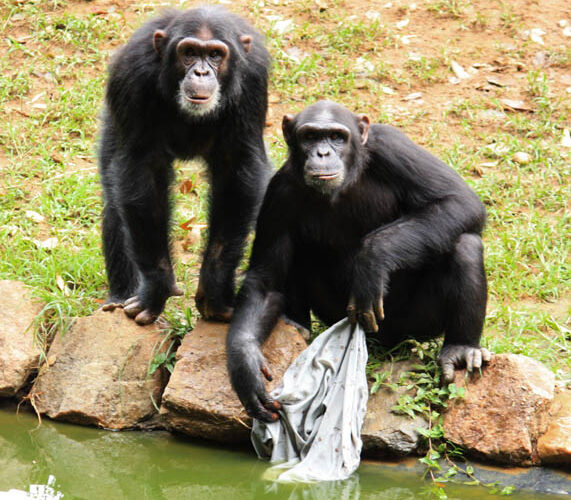 playful chimps