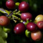 coffee cherries