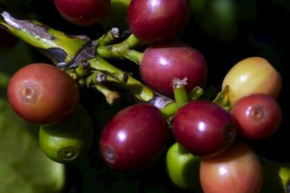 coffee cherries