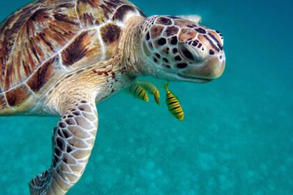 sea turtle conservation