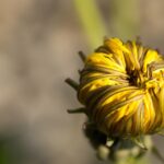 poems about spain