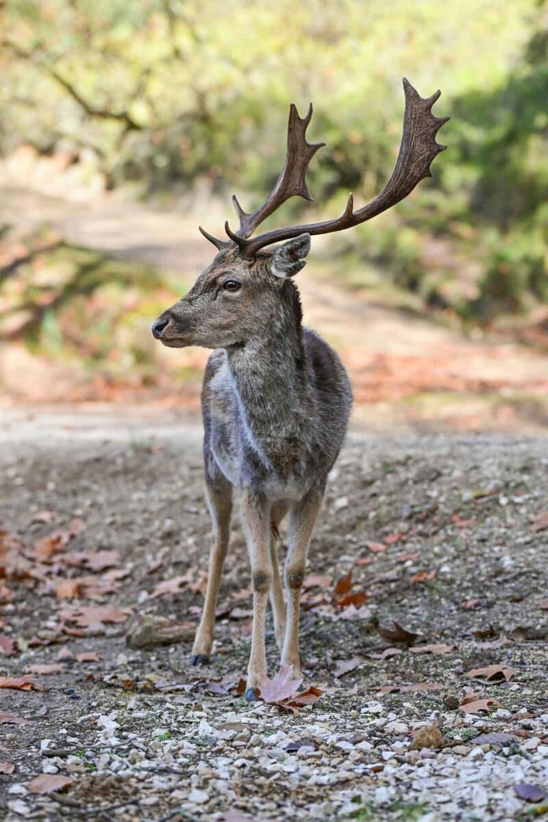 A close up photo of a deer in the Tapada de Mafra Park, Portugal.