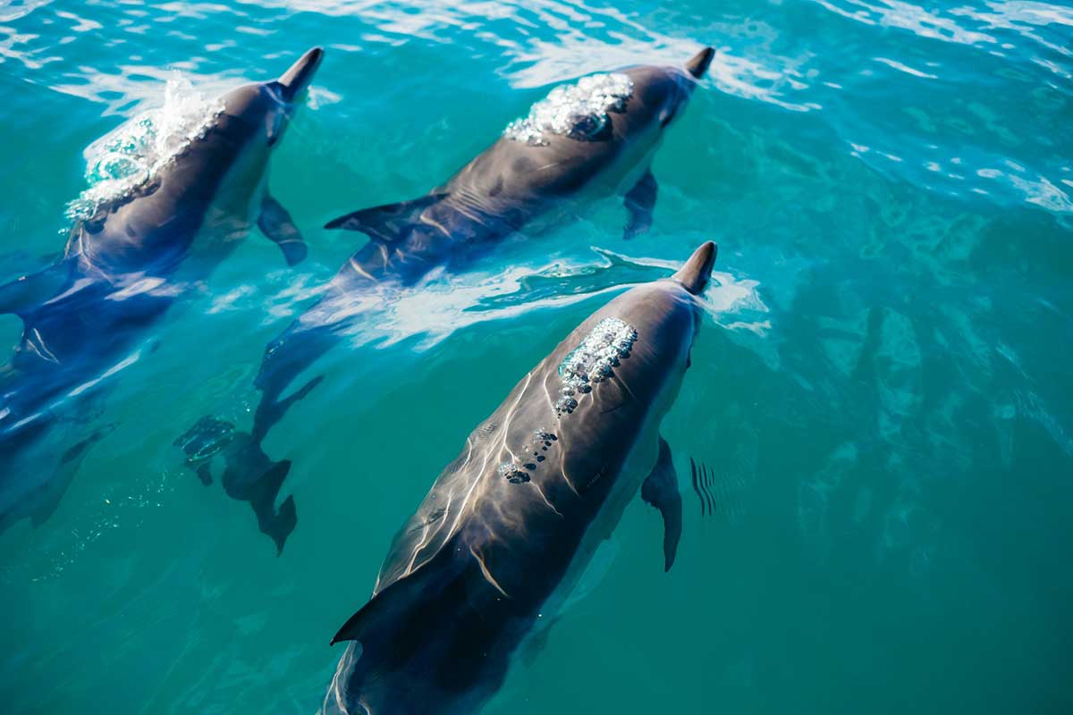 Dolphin watching in Portugal.