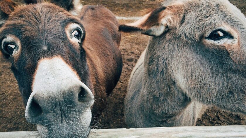 animals in aruba