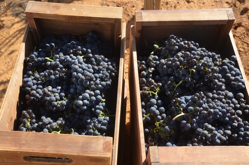 merlot grapes in durbanville south africa 
