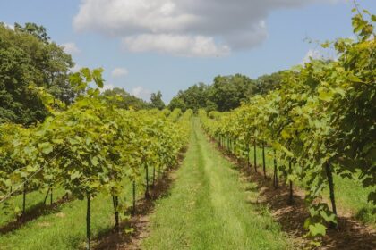 Adam Puctha Vineyards