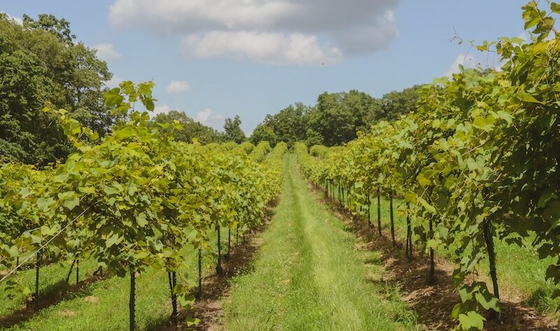 Adam Puctha Vineyards